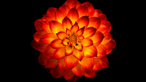 Experiencing the natural freedom of the mind