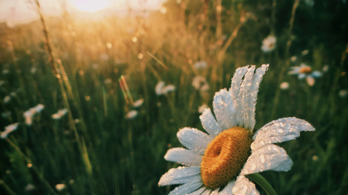 First thing, arouse bodhichitta and the nature of mind