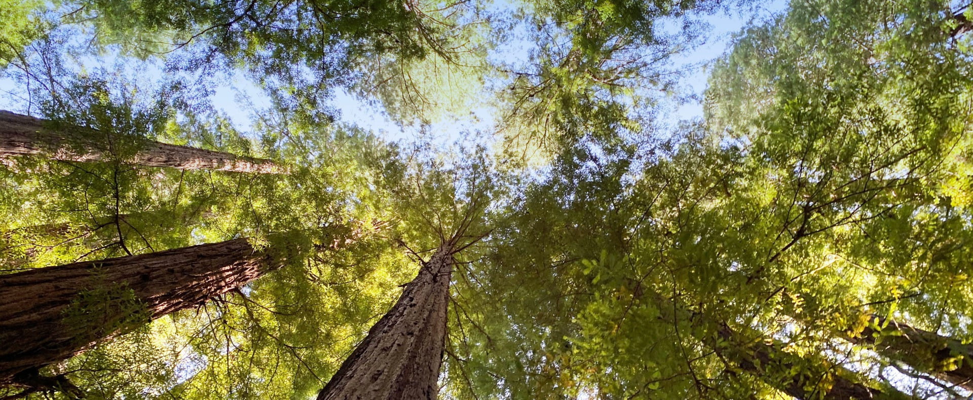 Responding as a Buddhist to the environmental crisis